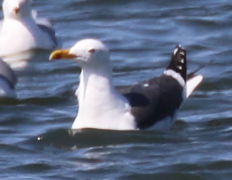 小黑背鷗 - ML390996241