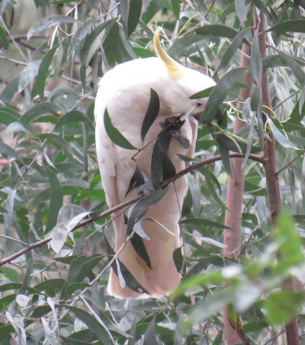 Sulphur-crested Cockatoo - ML390996501