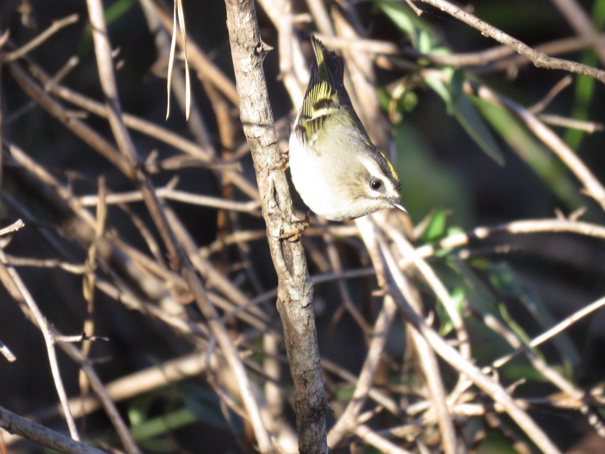 Golden-crowned Kinglet - ML39099981