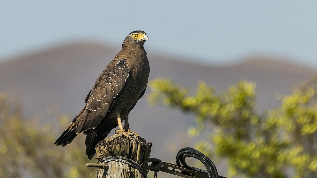 Crested Serpent-Eagle (Crested) - ML391001591