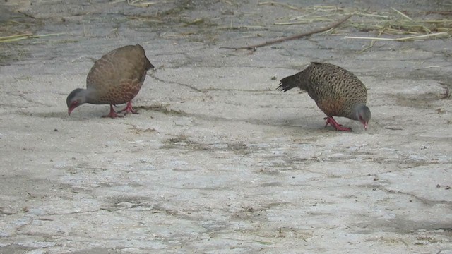 Red Spurfowl - ML391002651