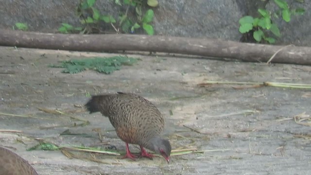 Red Spurfowl - ML391002671