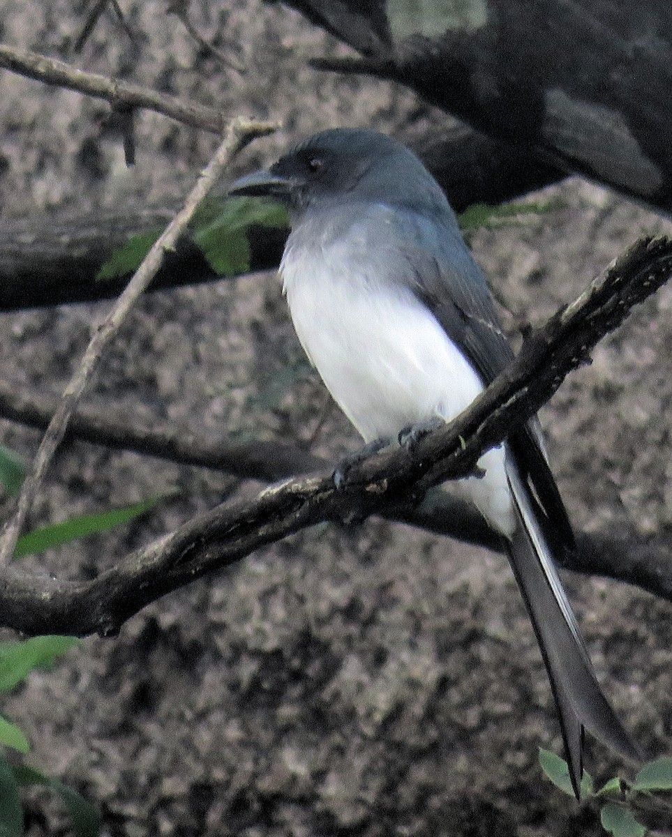 White-bellied Drongo - ML391002751