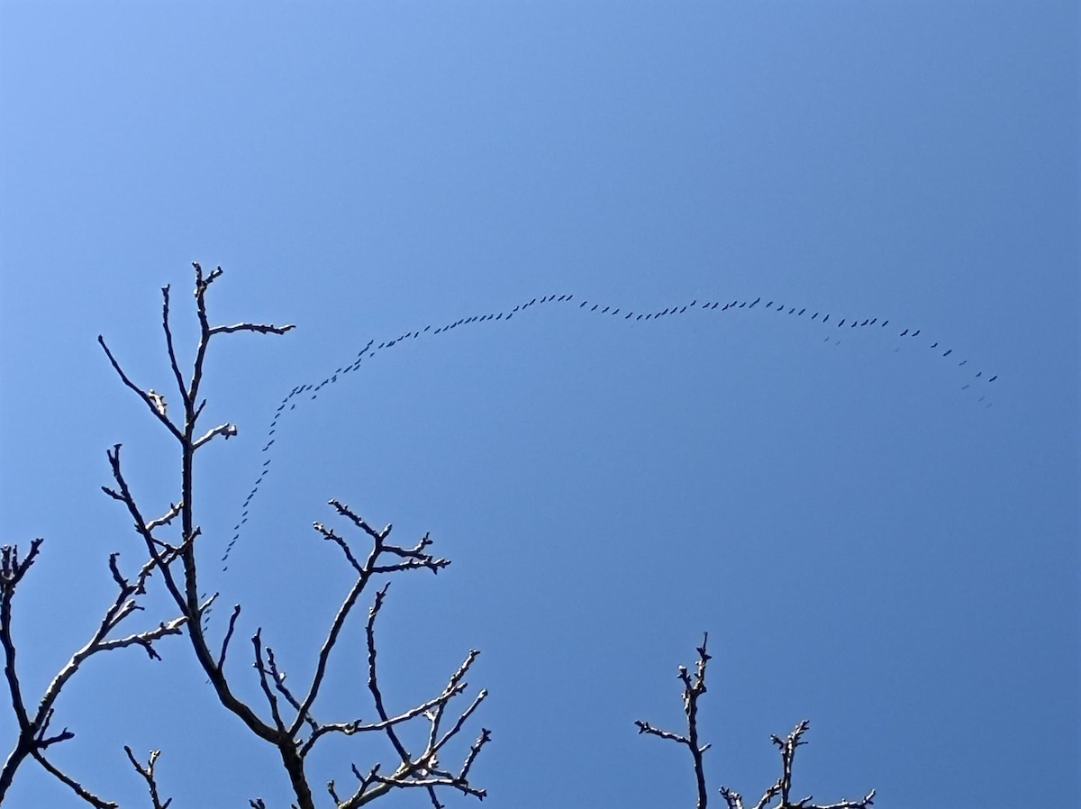 Common Crane - ML391003541