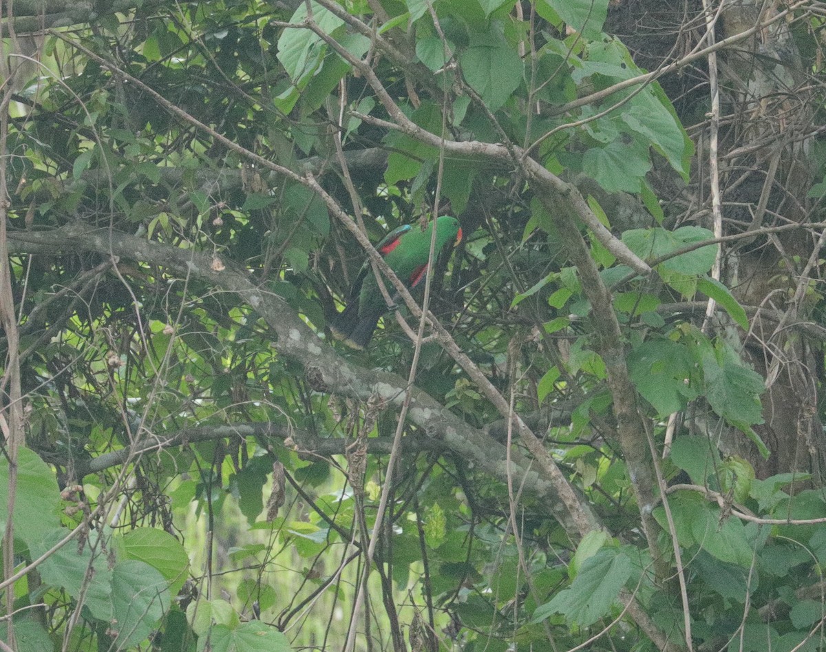 Papuan Eclectus - ML391004371