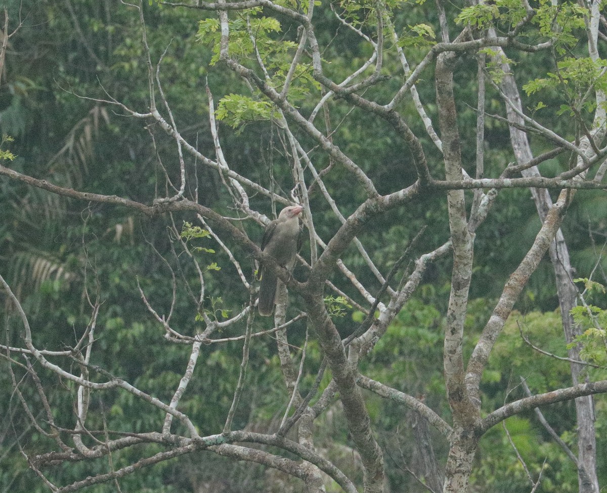 Новогвинейская ворона - ML391004531
