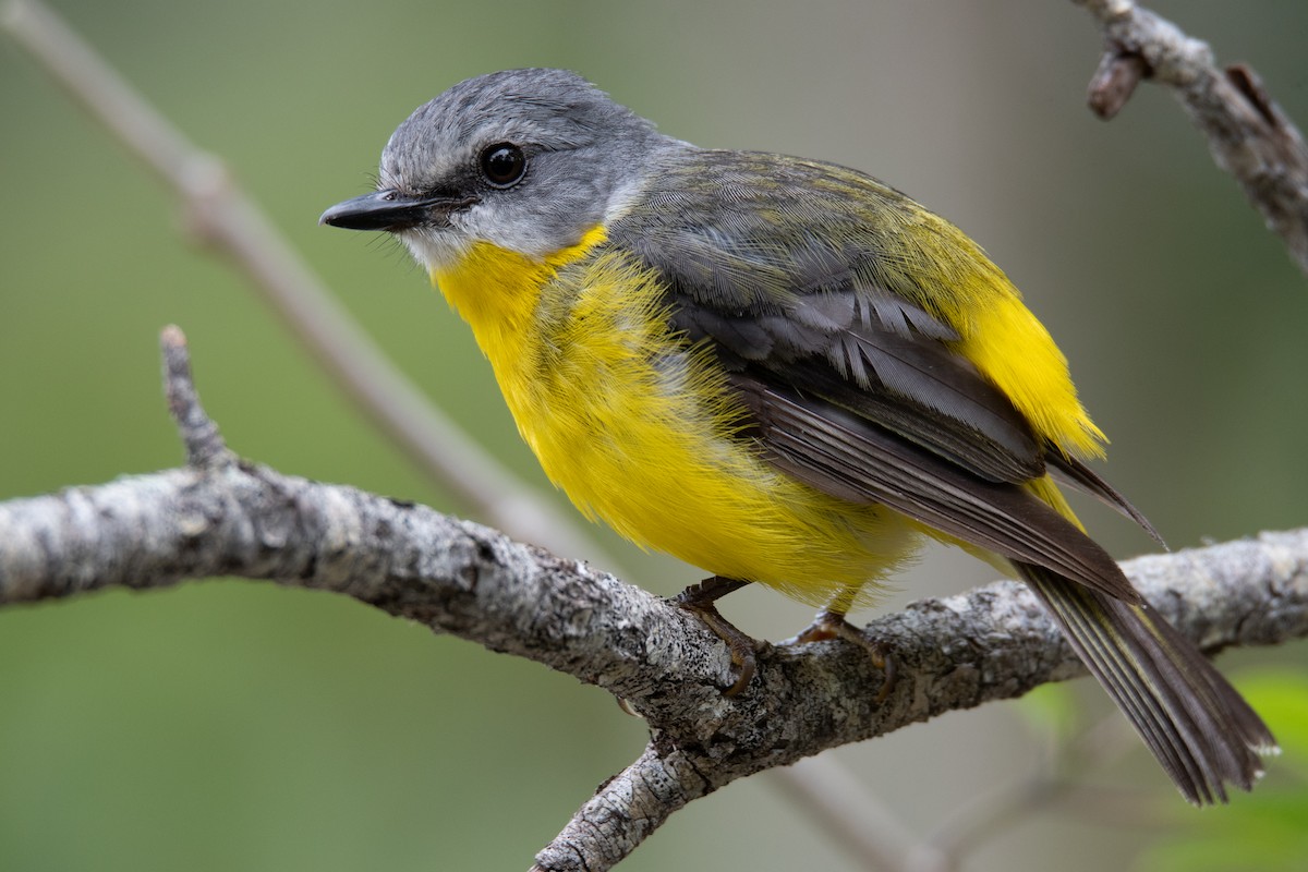 Eastern Yellow Robin - ML391004551