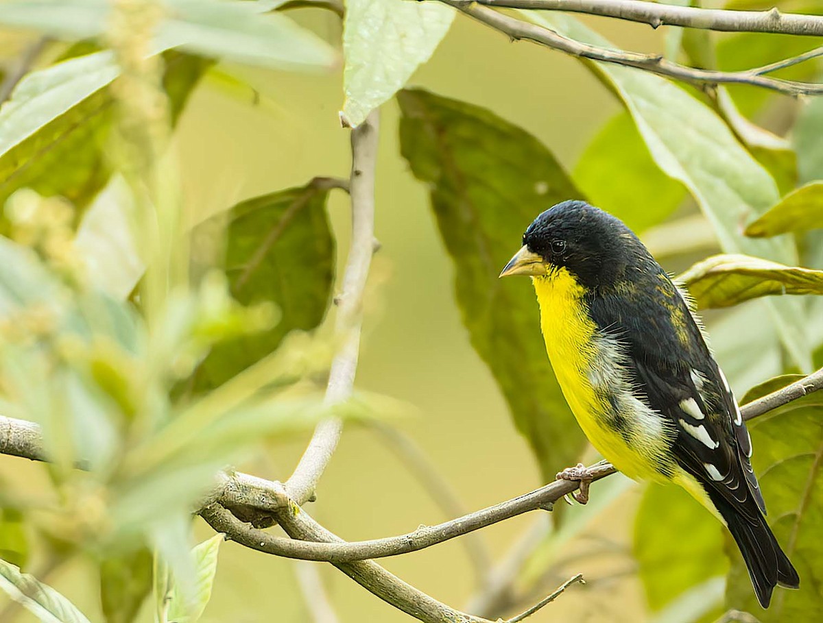 Lesser Goldfinch - ML391005071