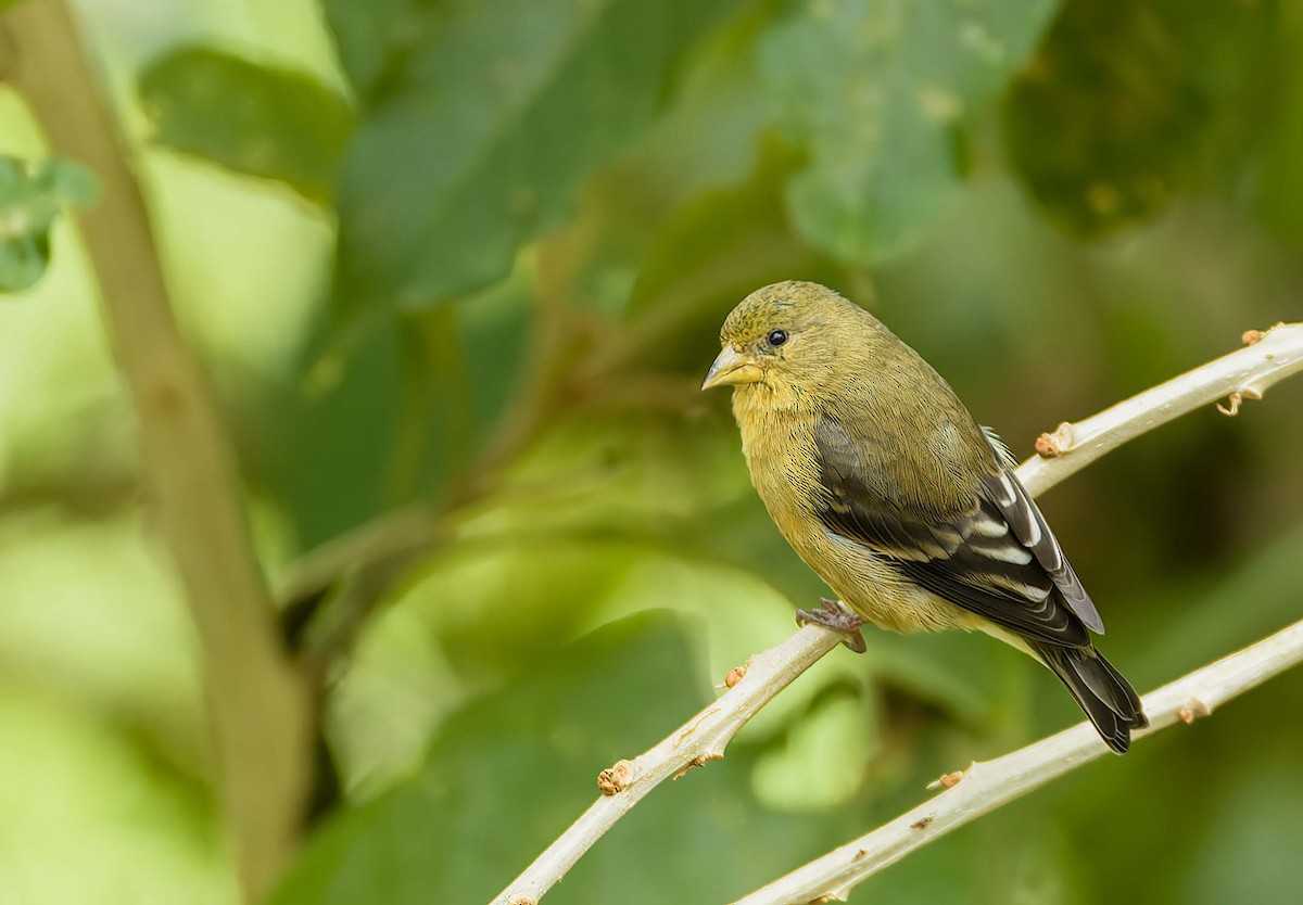 Lesser Goldfinch - ML391005081