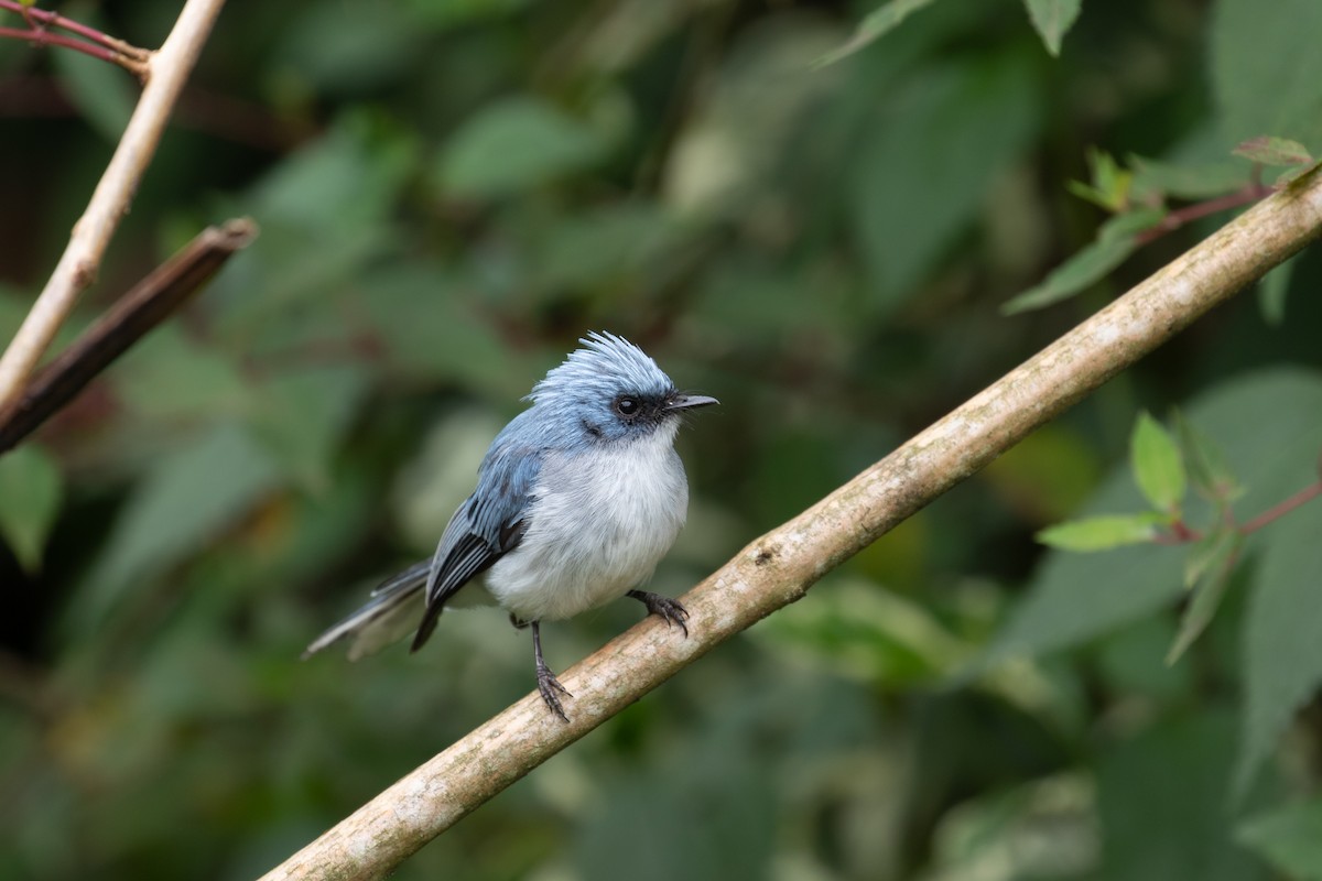 White-tailed Blue Flycatcher - Max Baumgarten