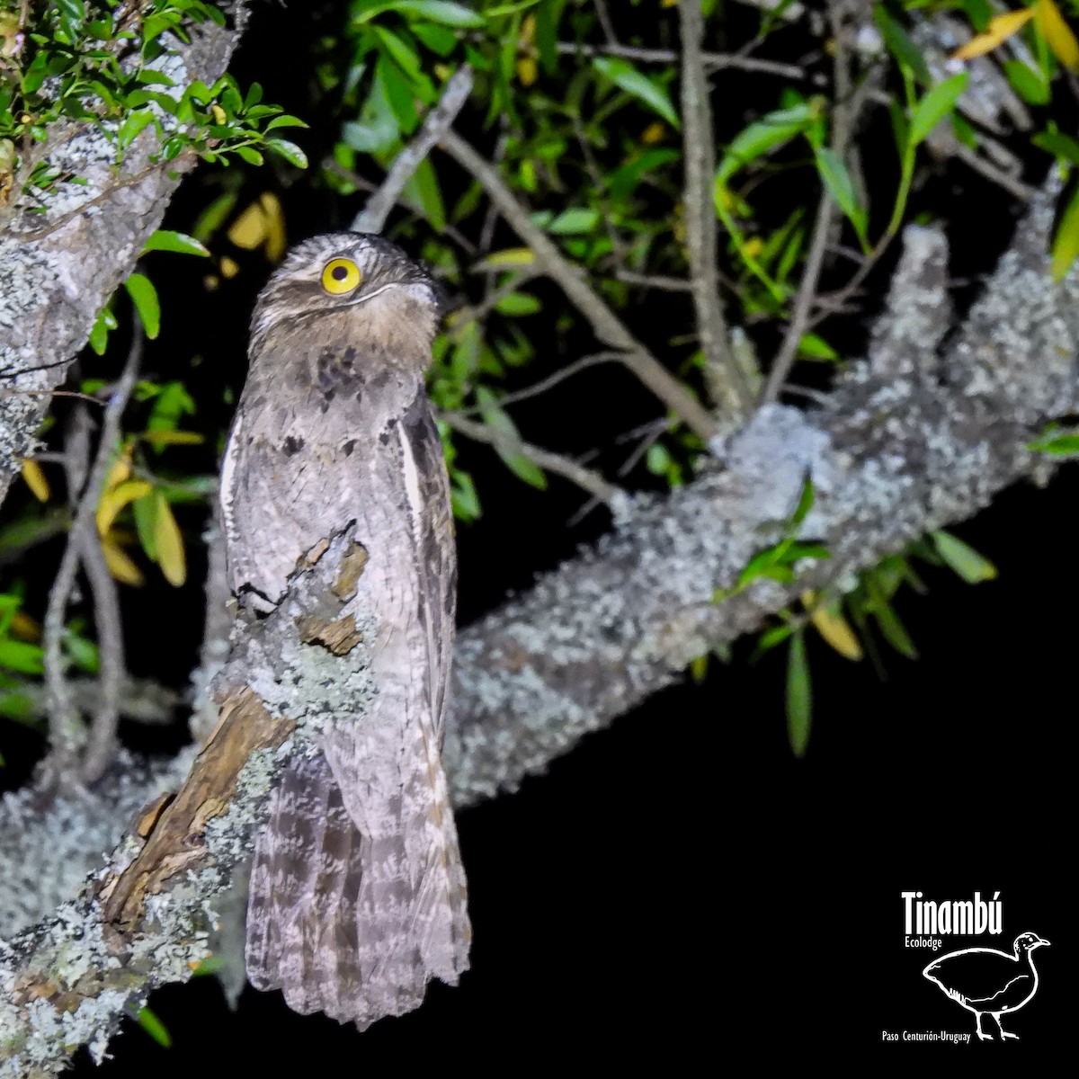 Common Potoo - ML391008231