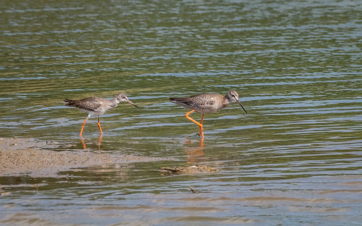 Spotted Redshank - ML391009391