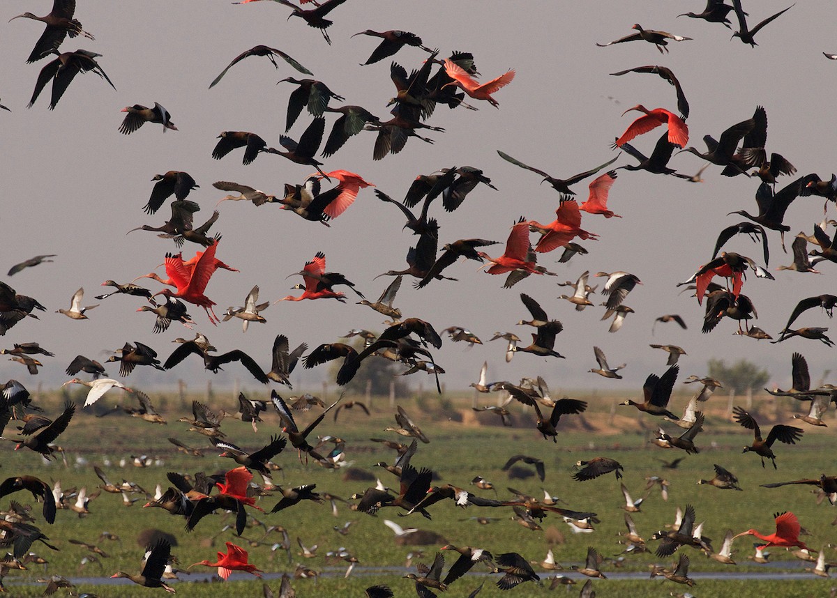 Glossy Ibis - ML391009531