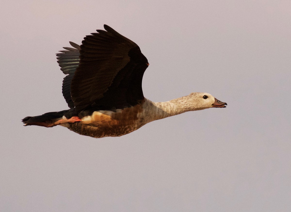 Orinoco Goose - ML391010301