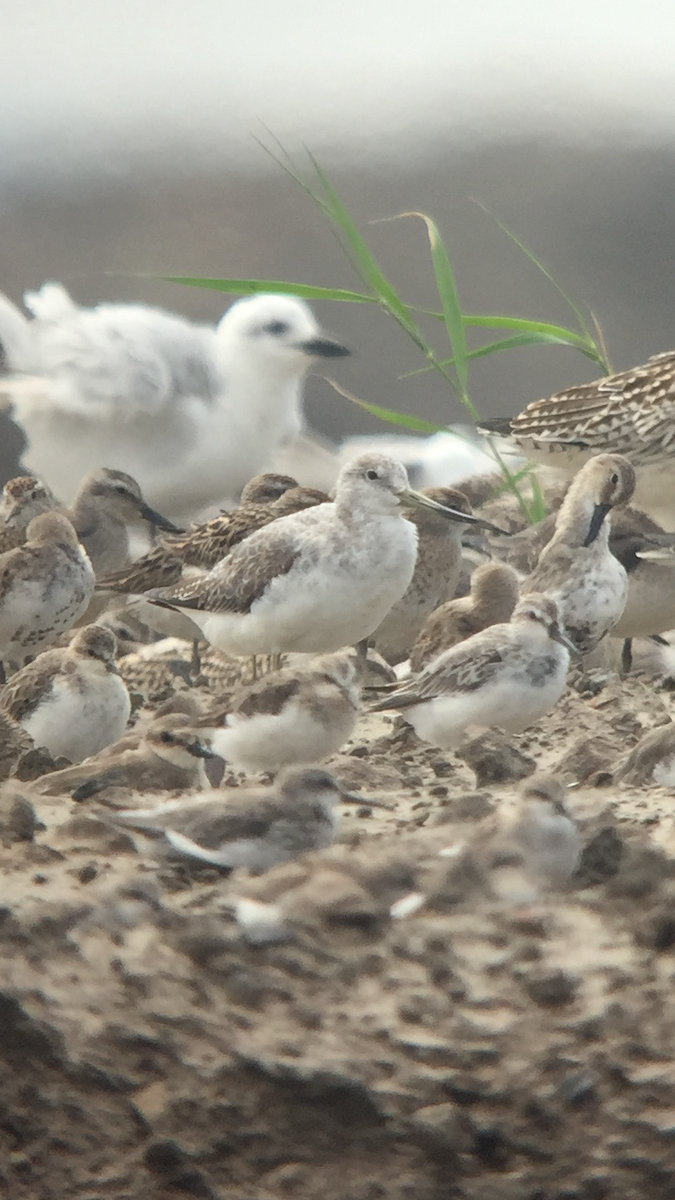 Nordmann's Greenshank - ML391011361