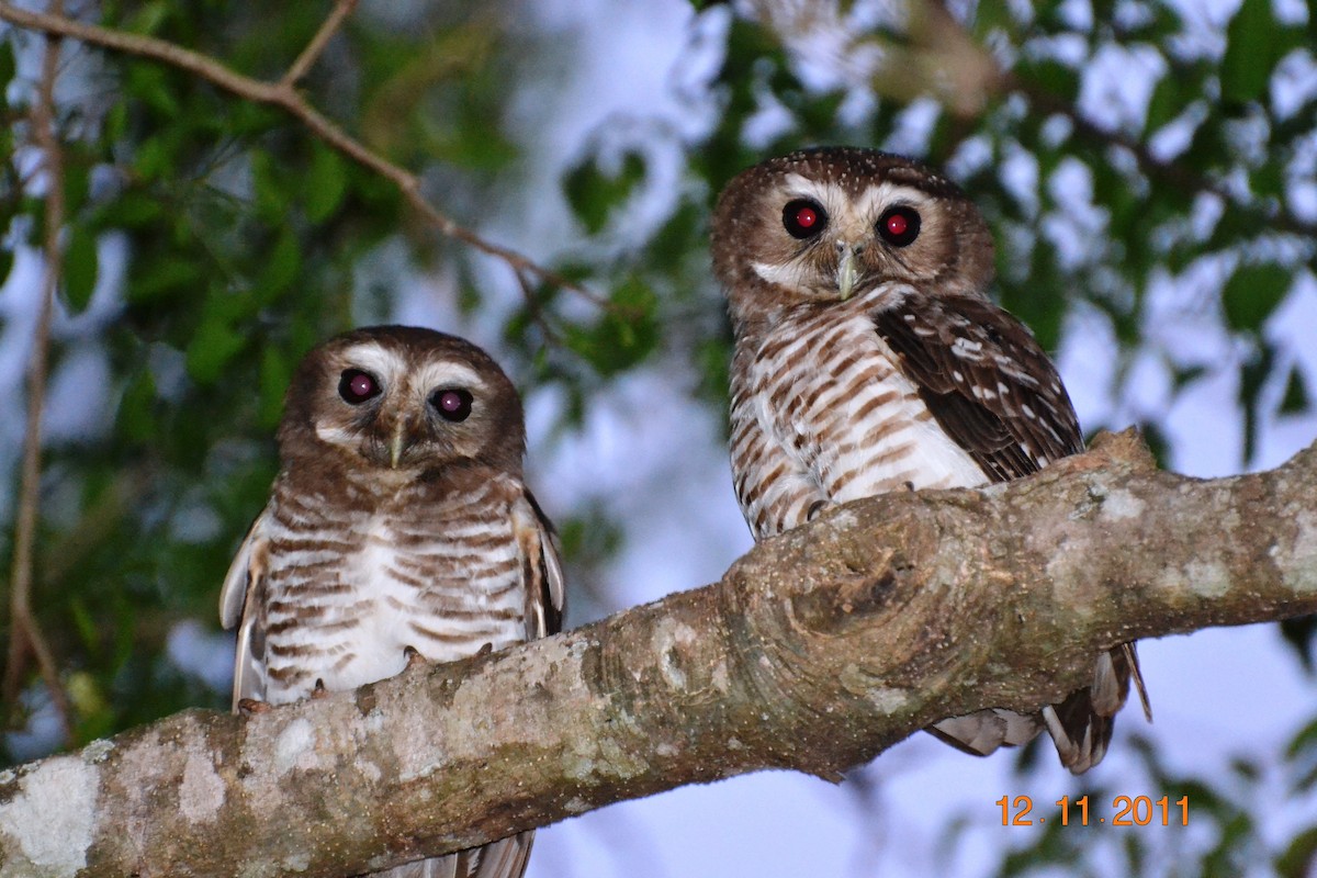 White-browed Owl - ML391015661