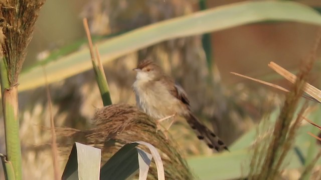 Prinia gracile - ML391016321