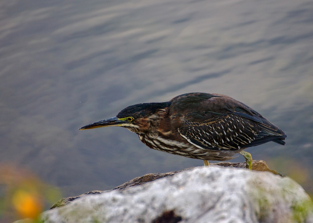 Green Heron - ML391016371