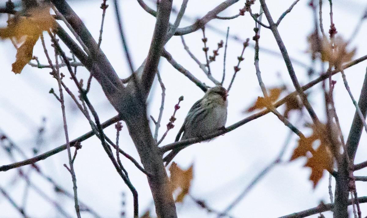 Common Redpoll - ML391016601