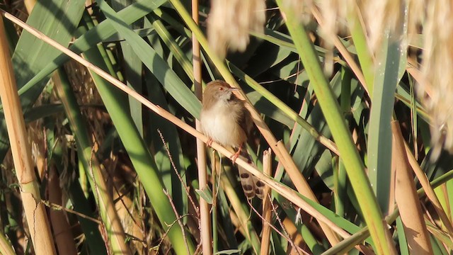 Graceful Prinia - ML391017091