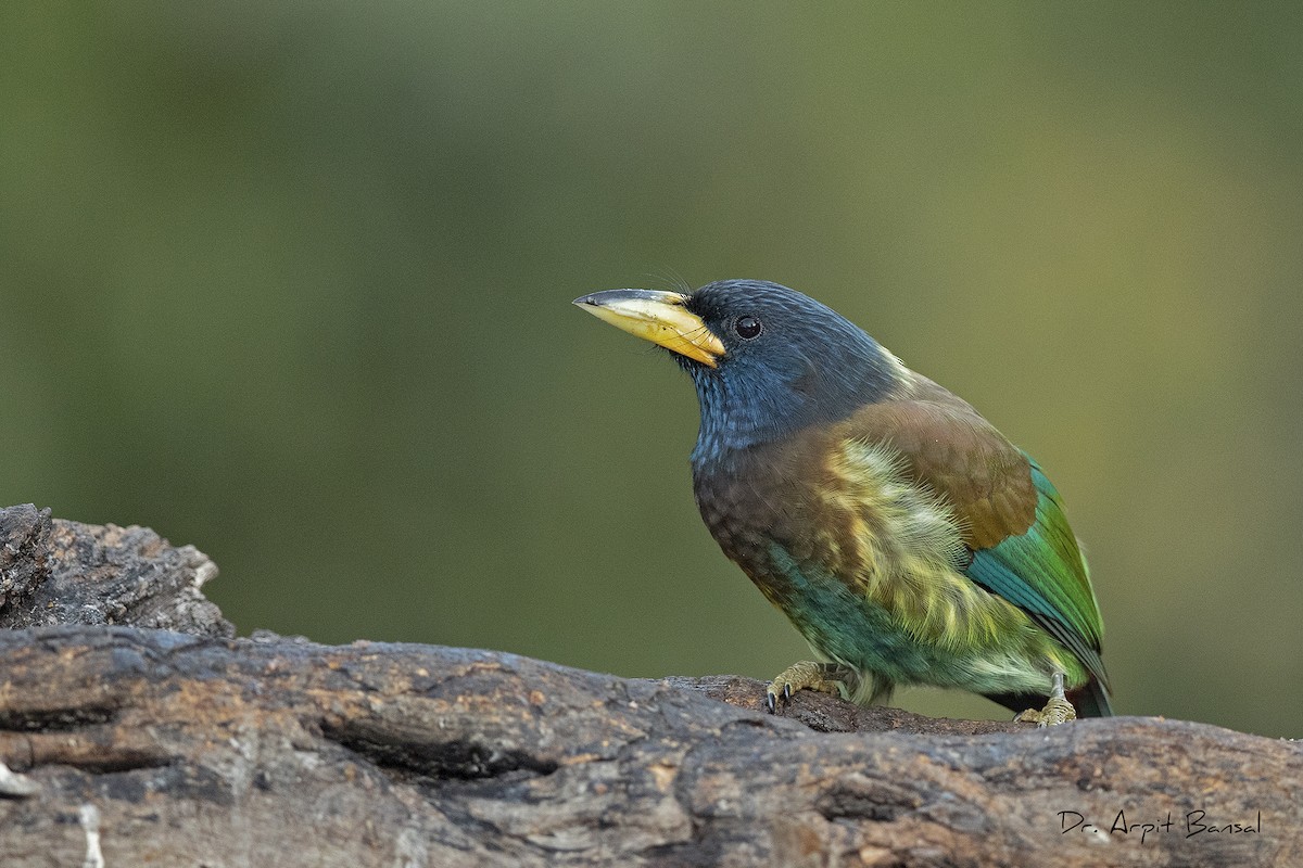 barbet velký - ML391017191