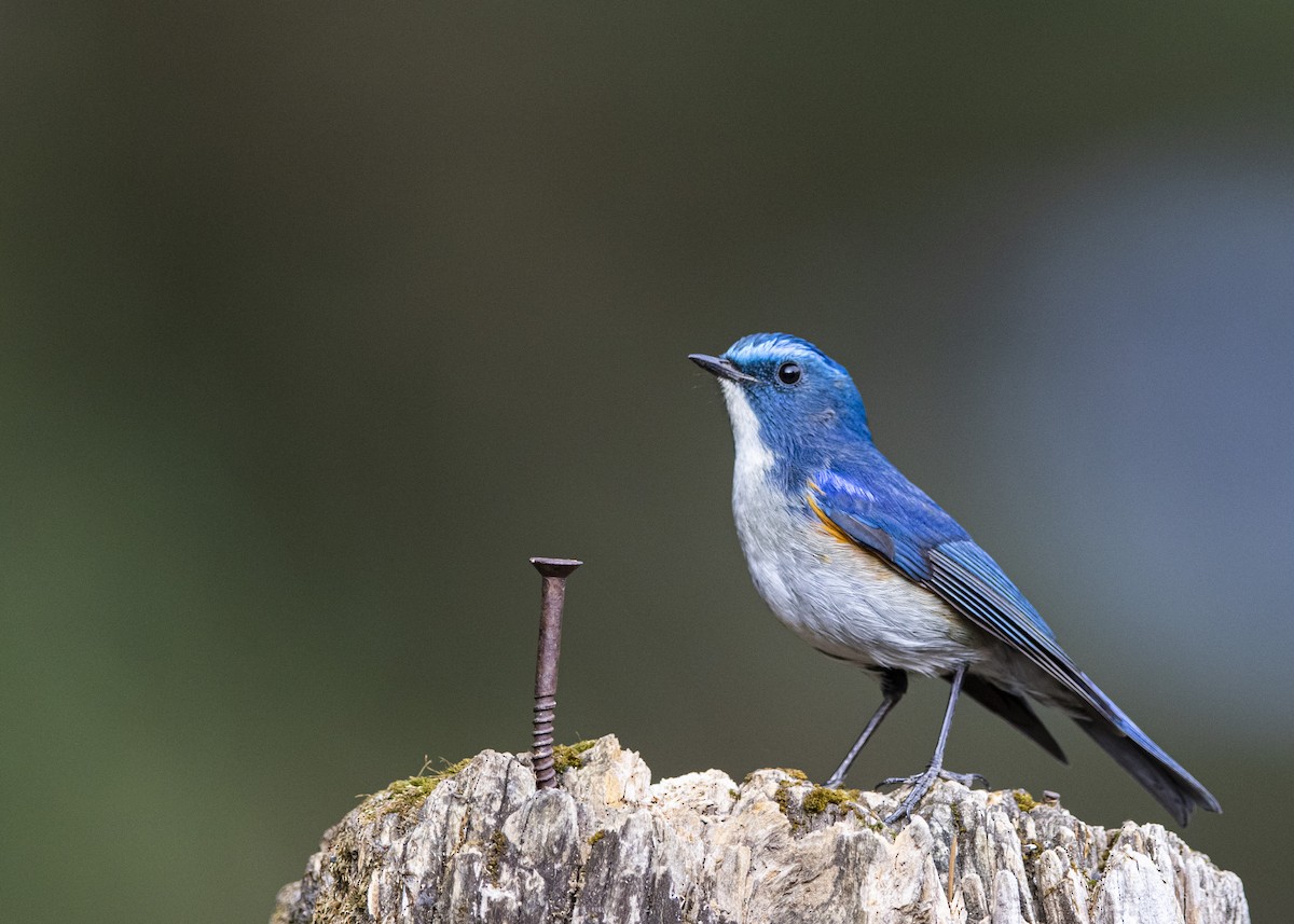 Himalayan Bluetail - ML391017501