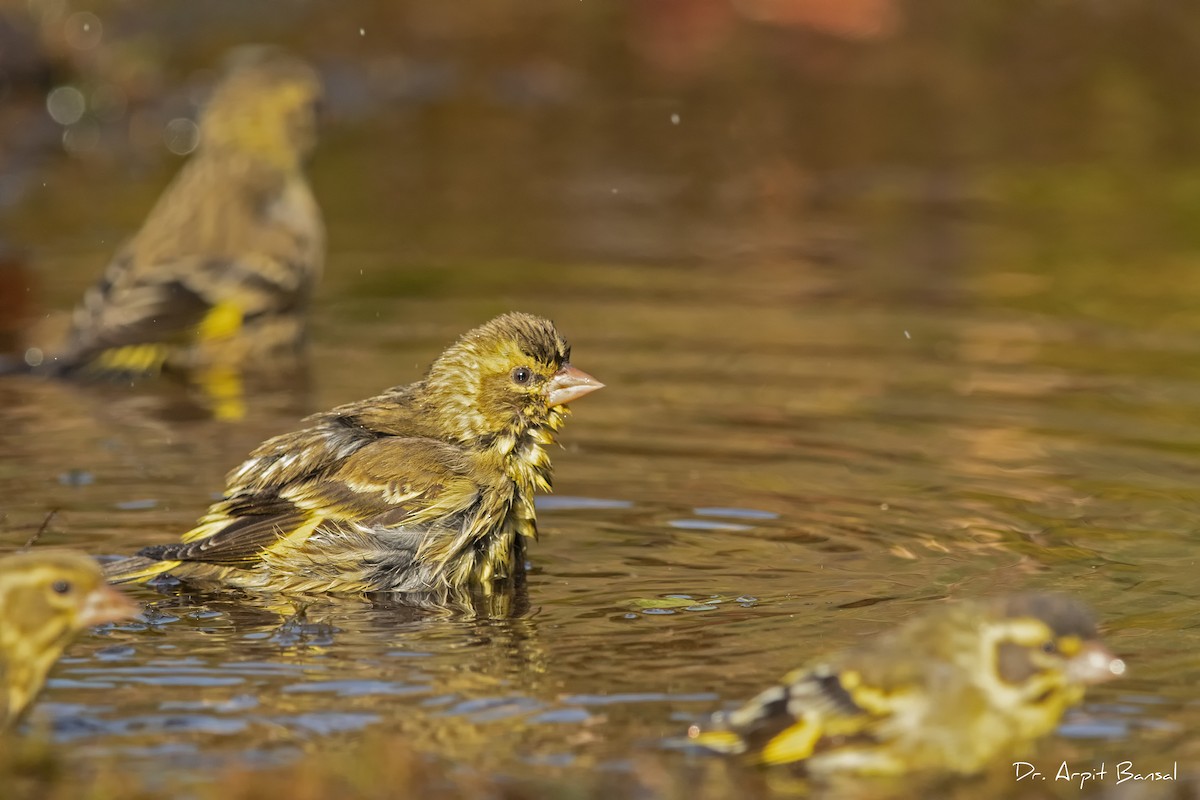 Yellow-breasted Greenfinch - Arpit Bansal