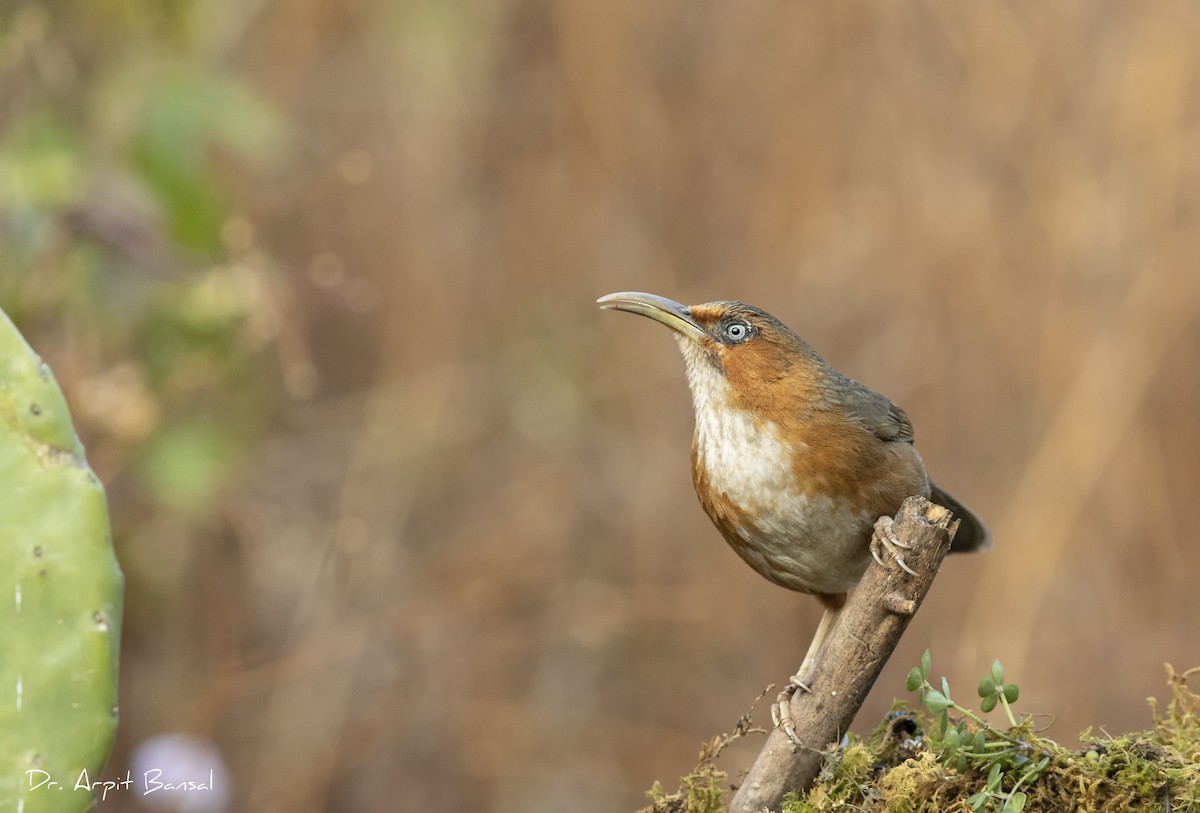 Rusty-cheeked Scimitar-Babbler - Arpit Bansal