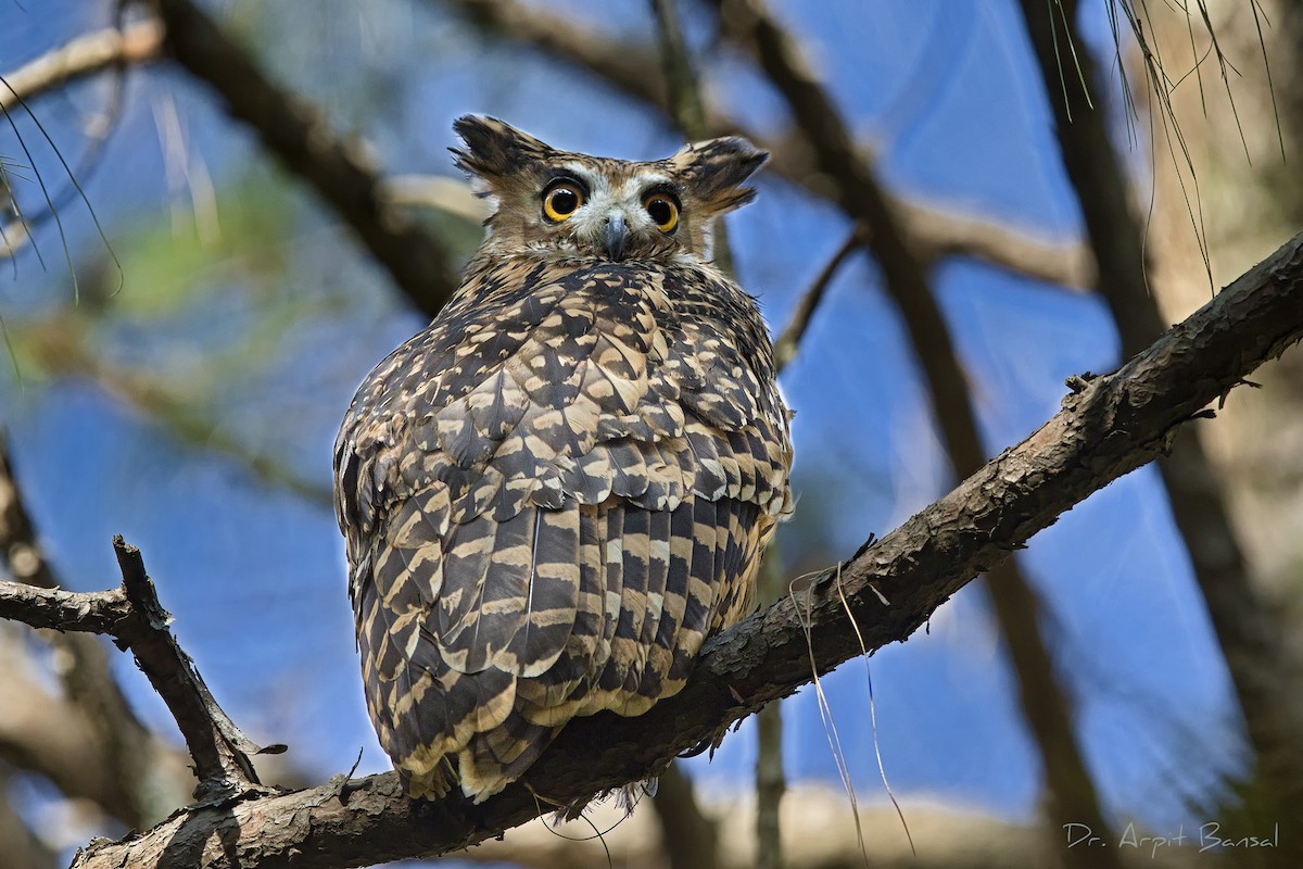 Tawny Fish-Owl - Arpit Bansal