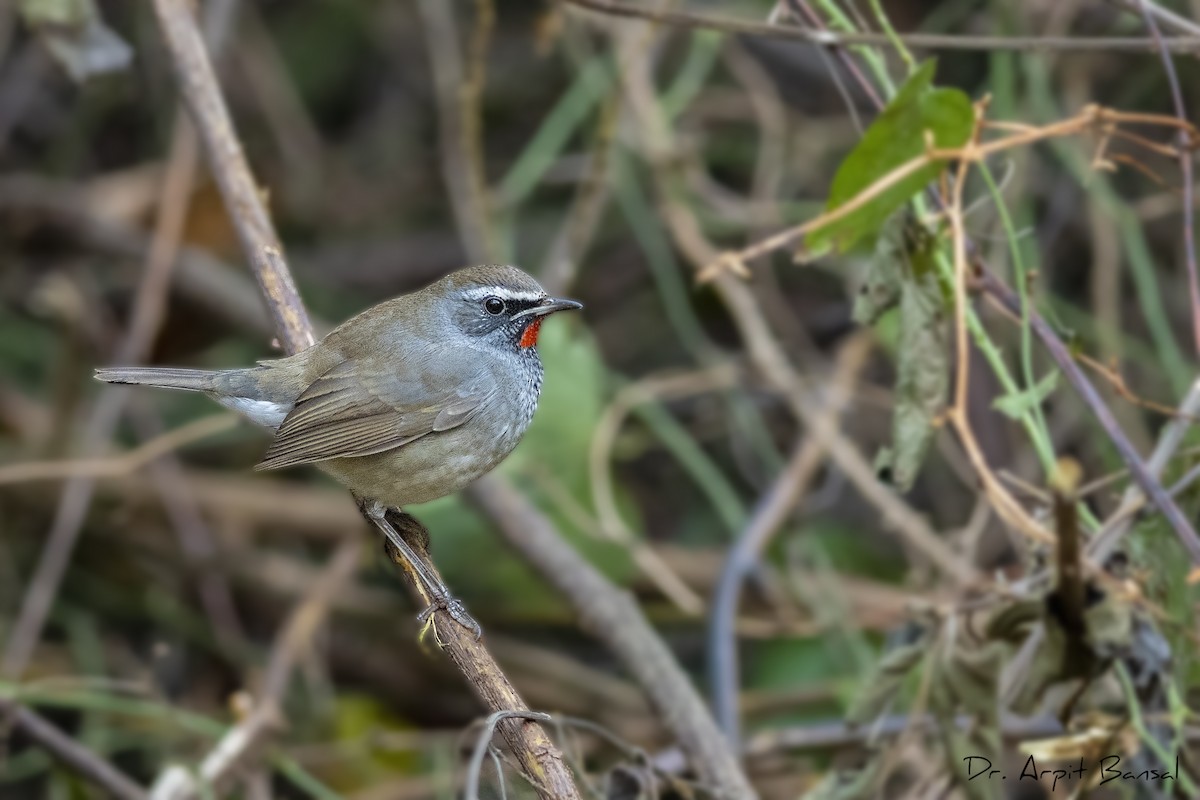 Himalayan Rubythroat - Arpit Bansal