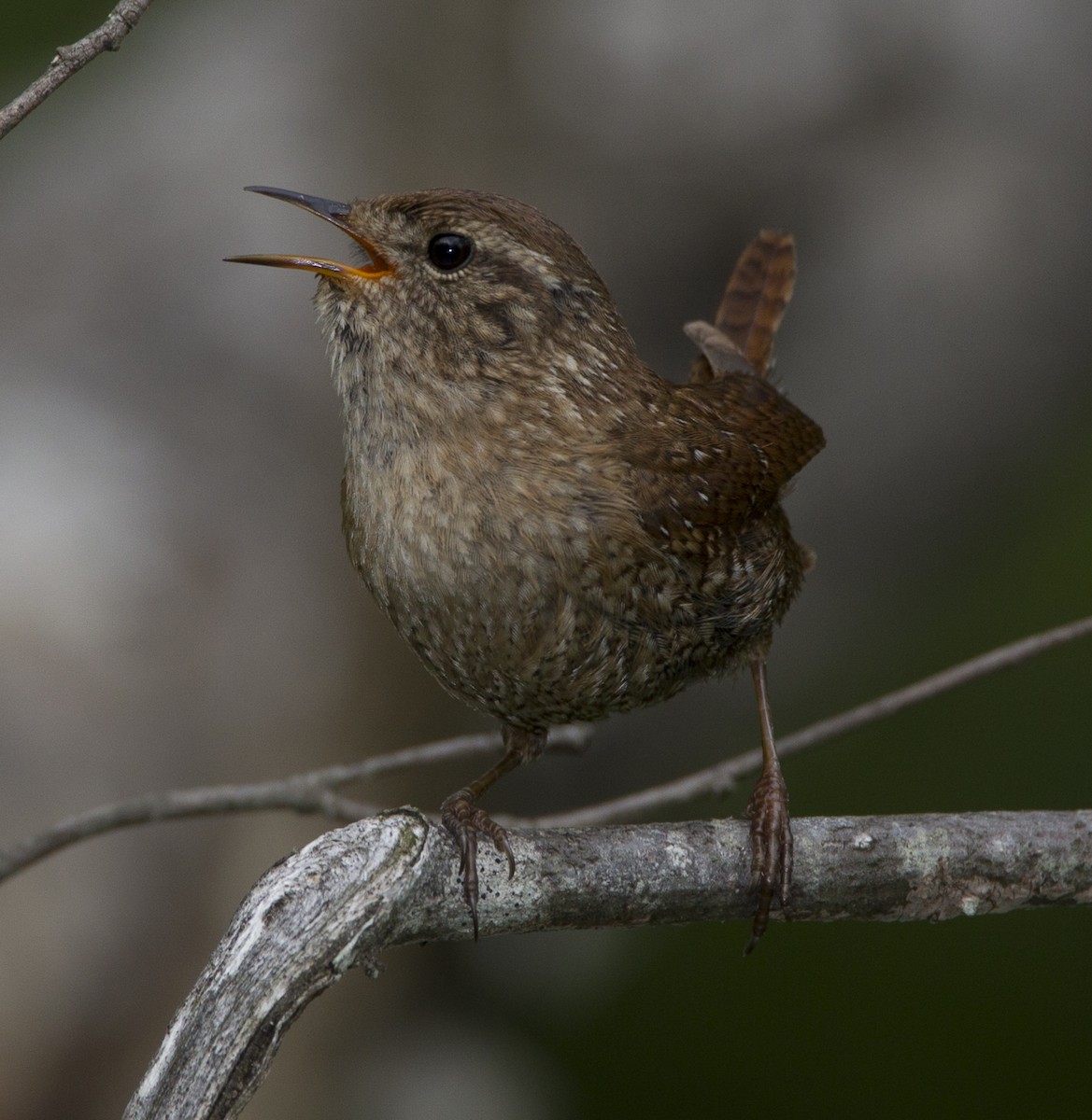 Winter Wren - ML39101821