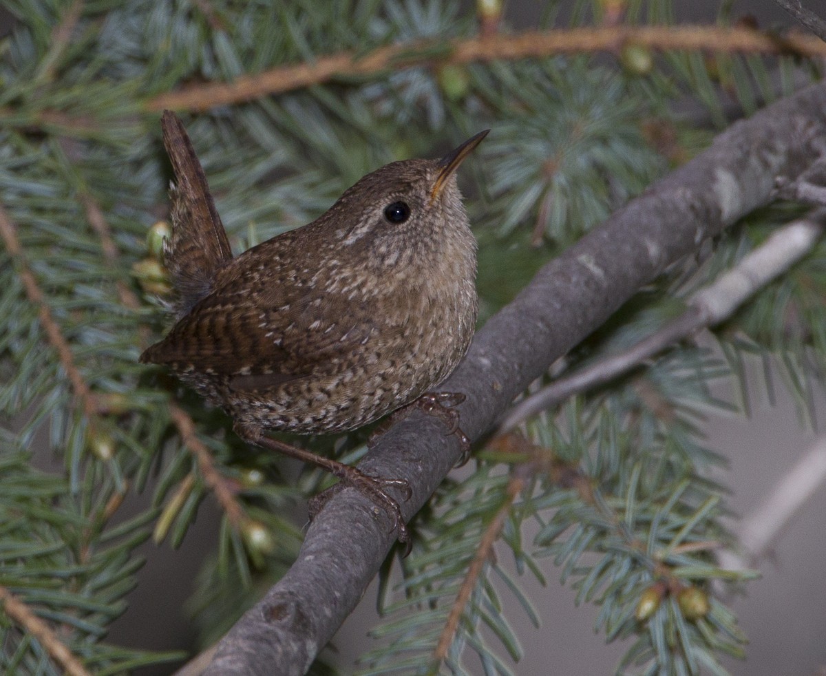 Winter Wren - ML39101831