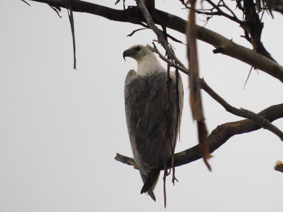 White-bellied Sea-Eagle - ML391018761