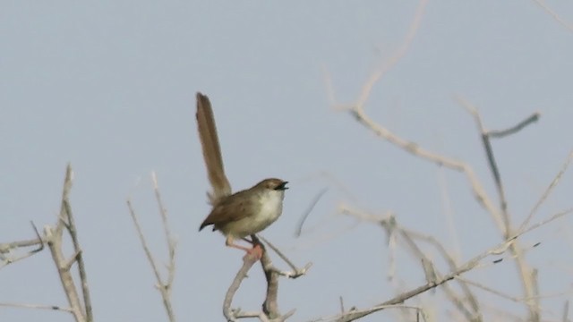 Prinia gracile - ML391019121