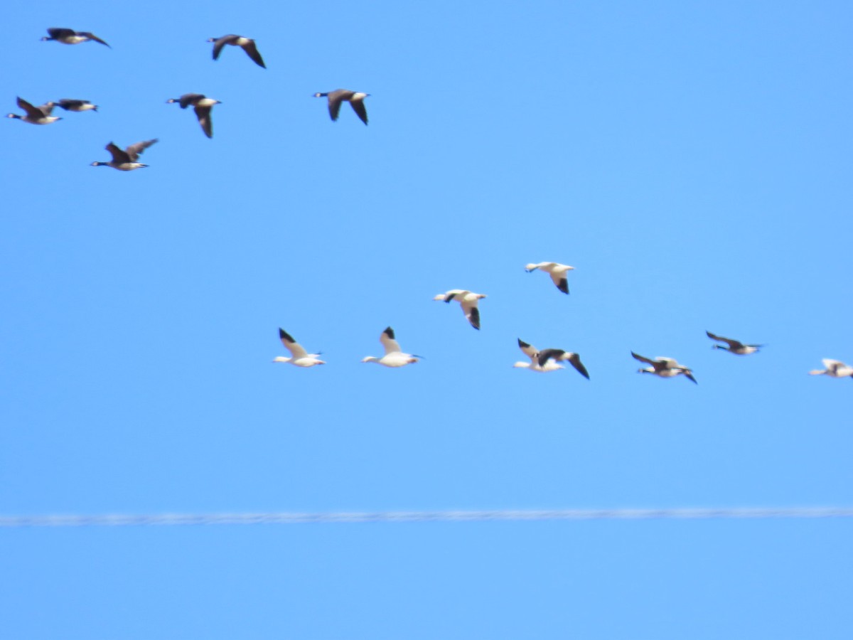 Snow Goose - ML391020241