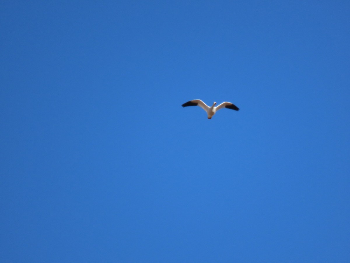 Snow Goose - ML391020261