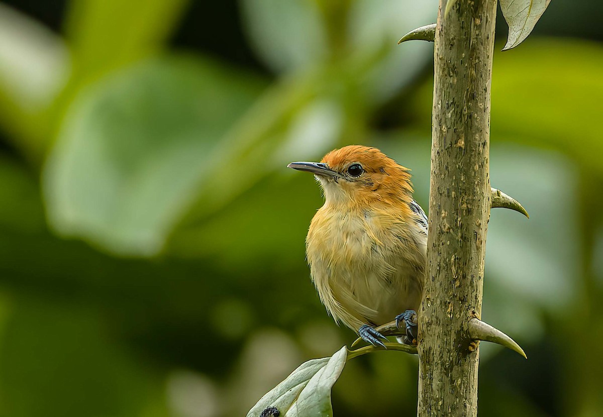 Pacific Antwren - ML391020481