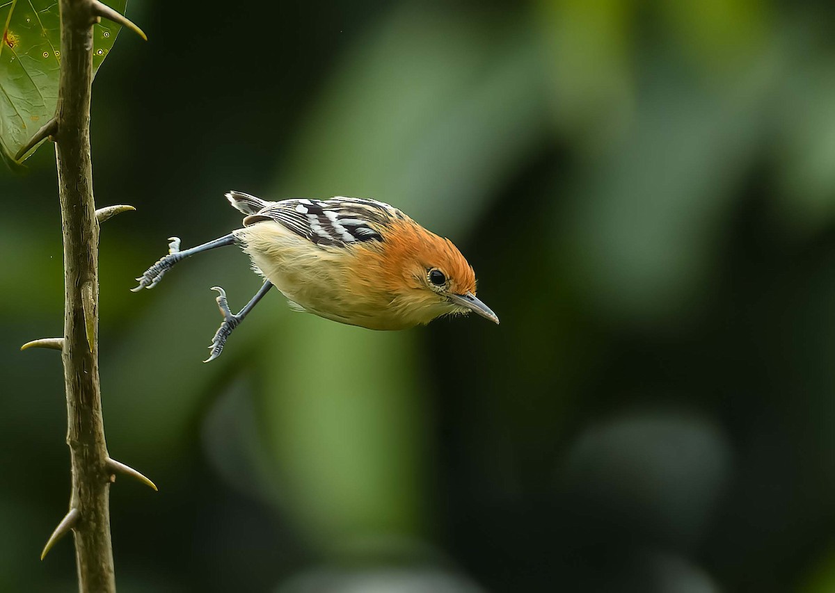 Pacific Antwren - ML391020501