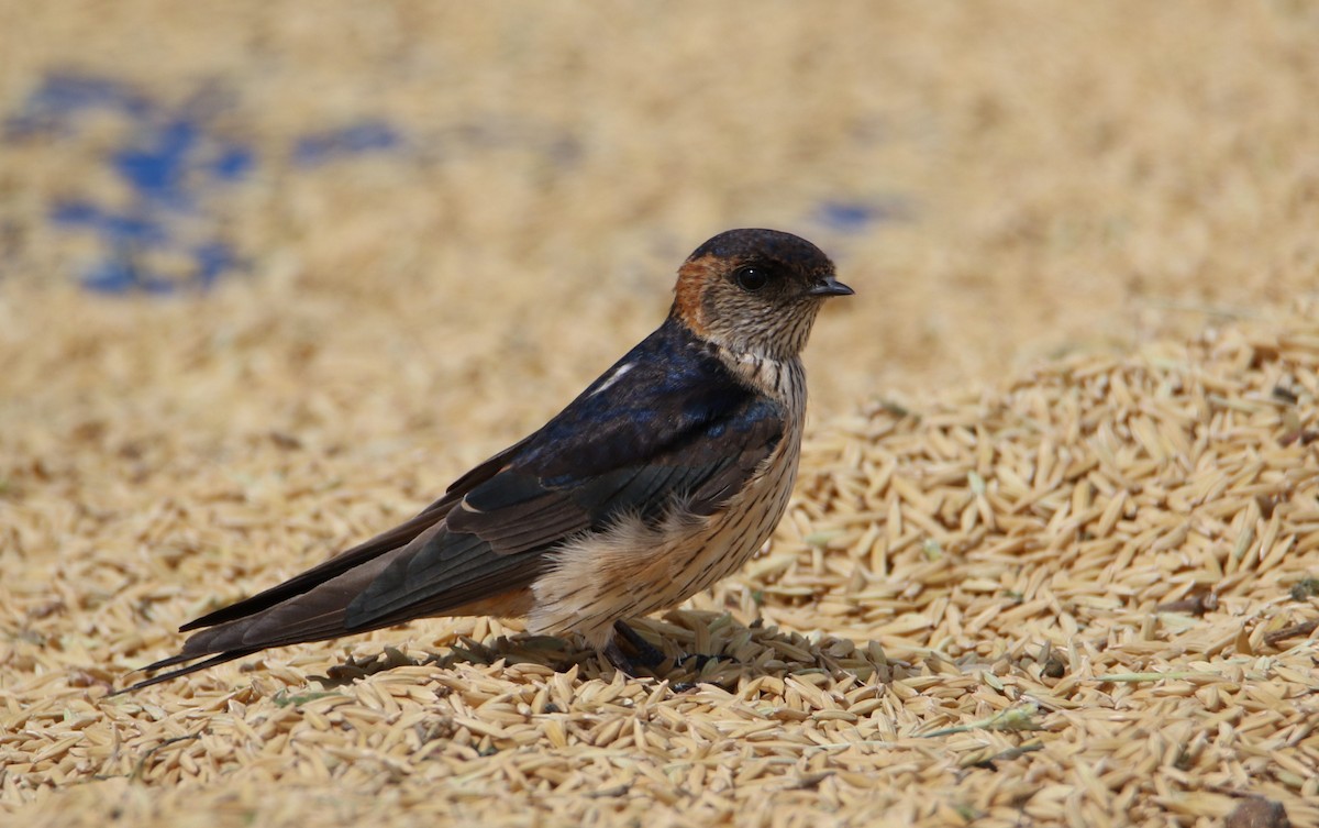 Striated Swallow - Paul Passant