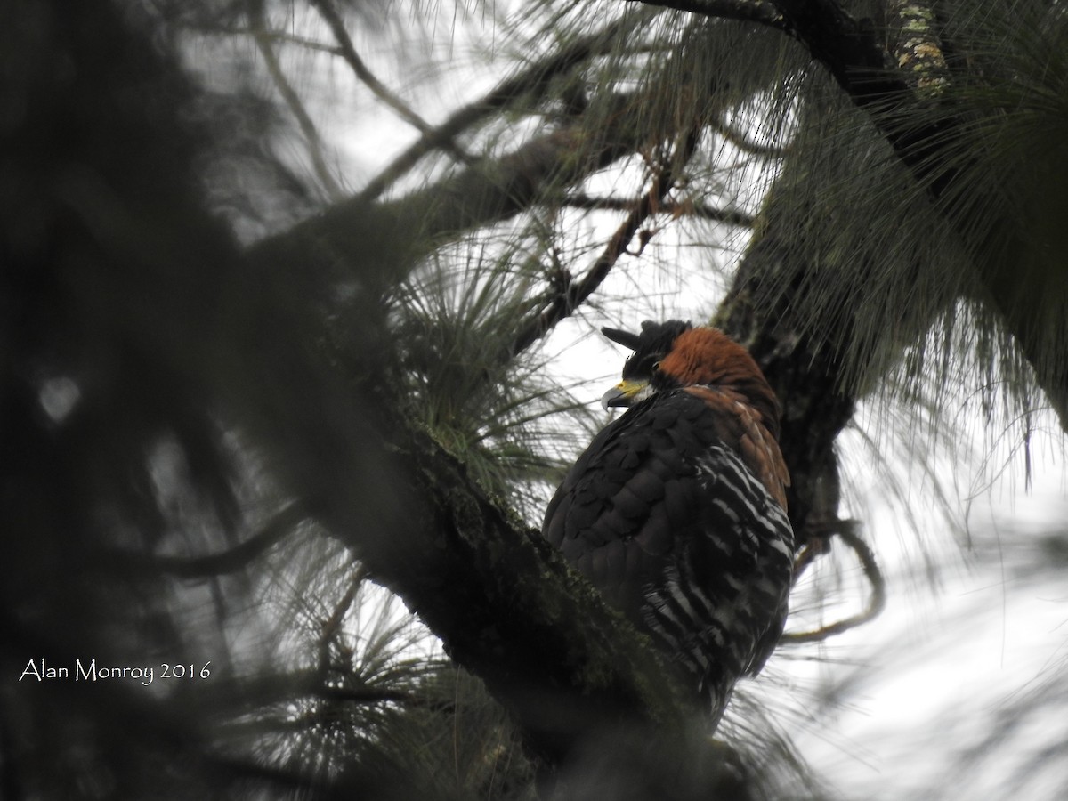 Ornate Hawk-Eagle - ML39102541