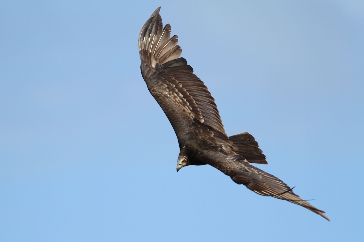 Lesser Yellow-headed Vulture - ML39102951