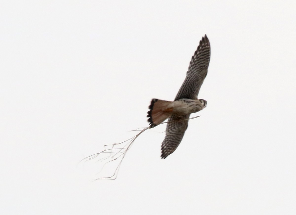 American Kestrel - ML391030001