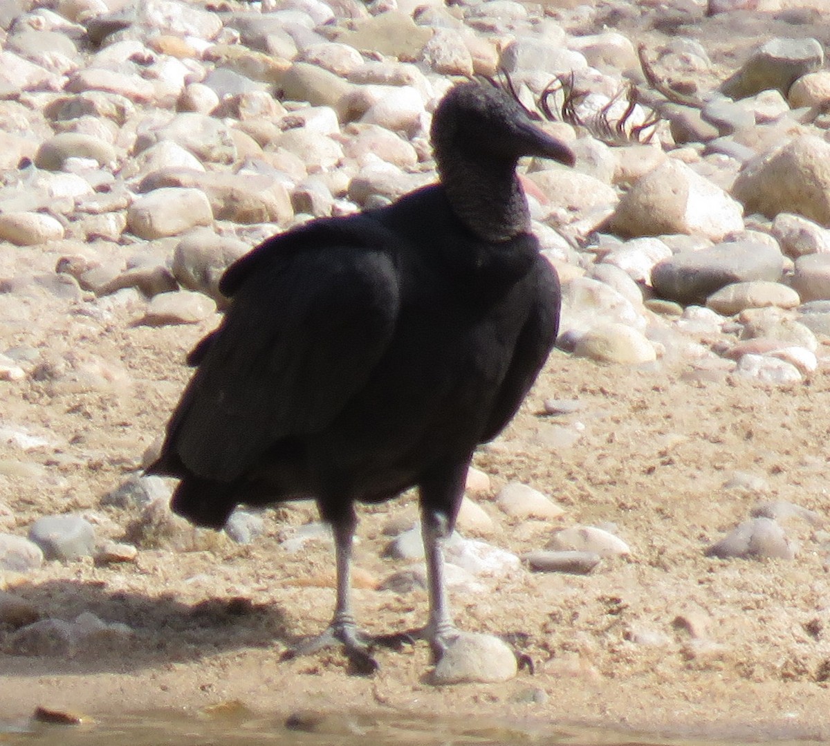 Black Vulture - ML391031051