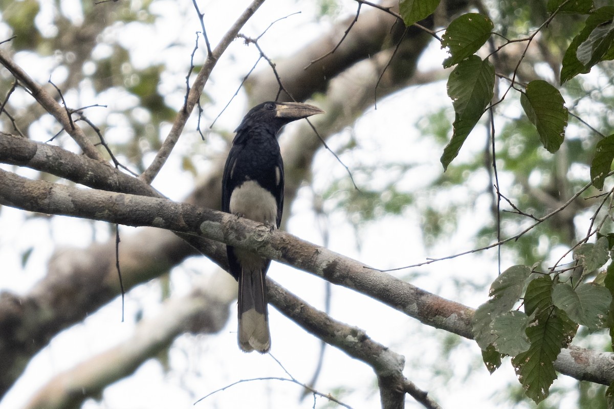 Piping Hornbill - ML391032241