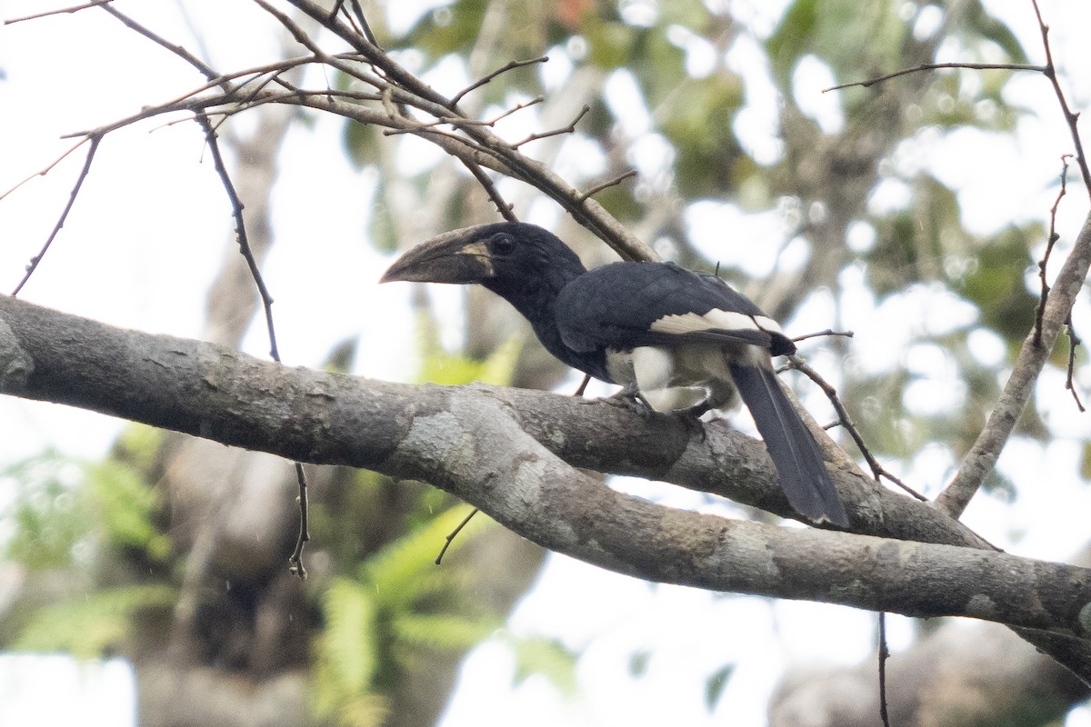 Piping Hornbill - ML391032261