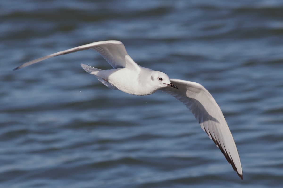 Bonaparte's Gull - J Tanner