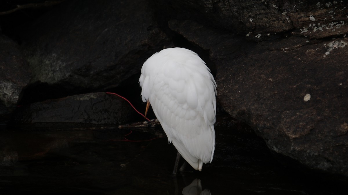 Western Cattle Egret - Aaron Rusak