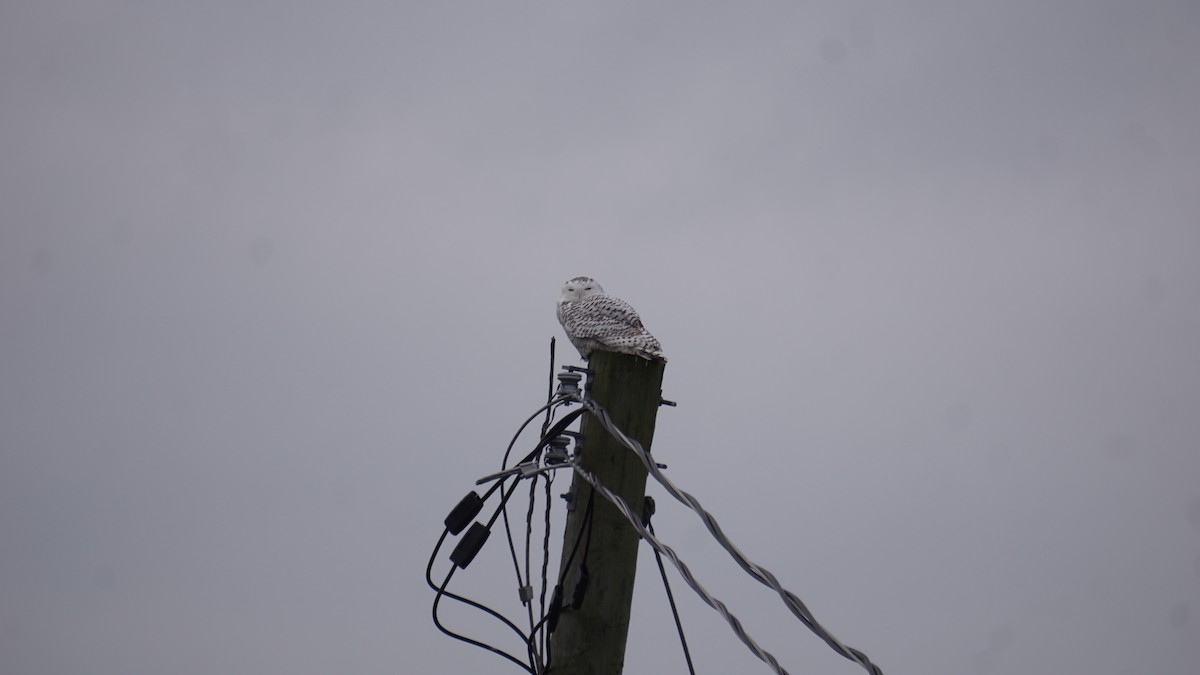 Snowy Owl - ML391034041