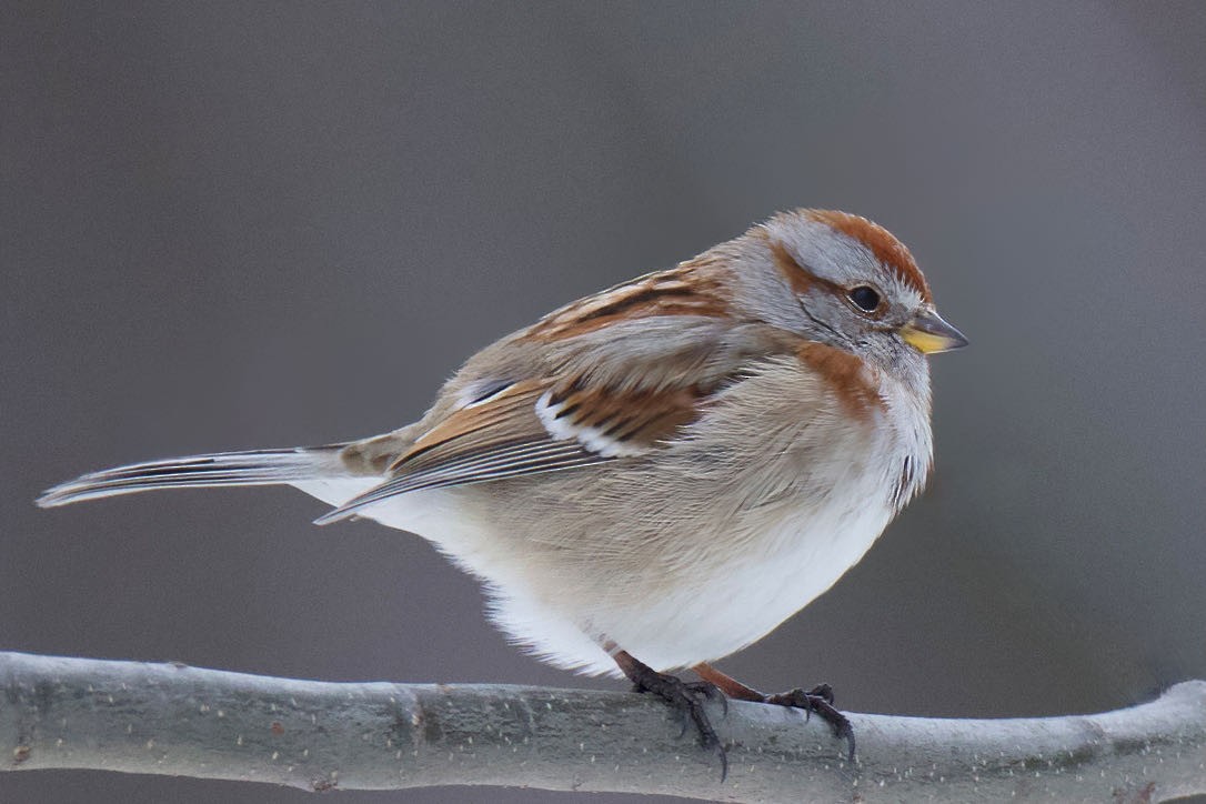 American Tree Sparrow - ML391034151