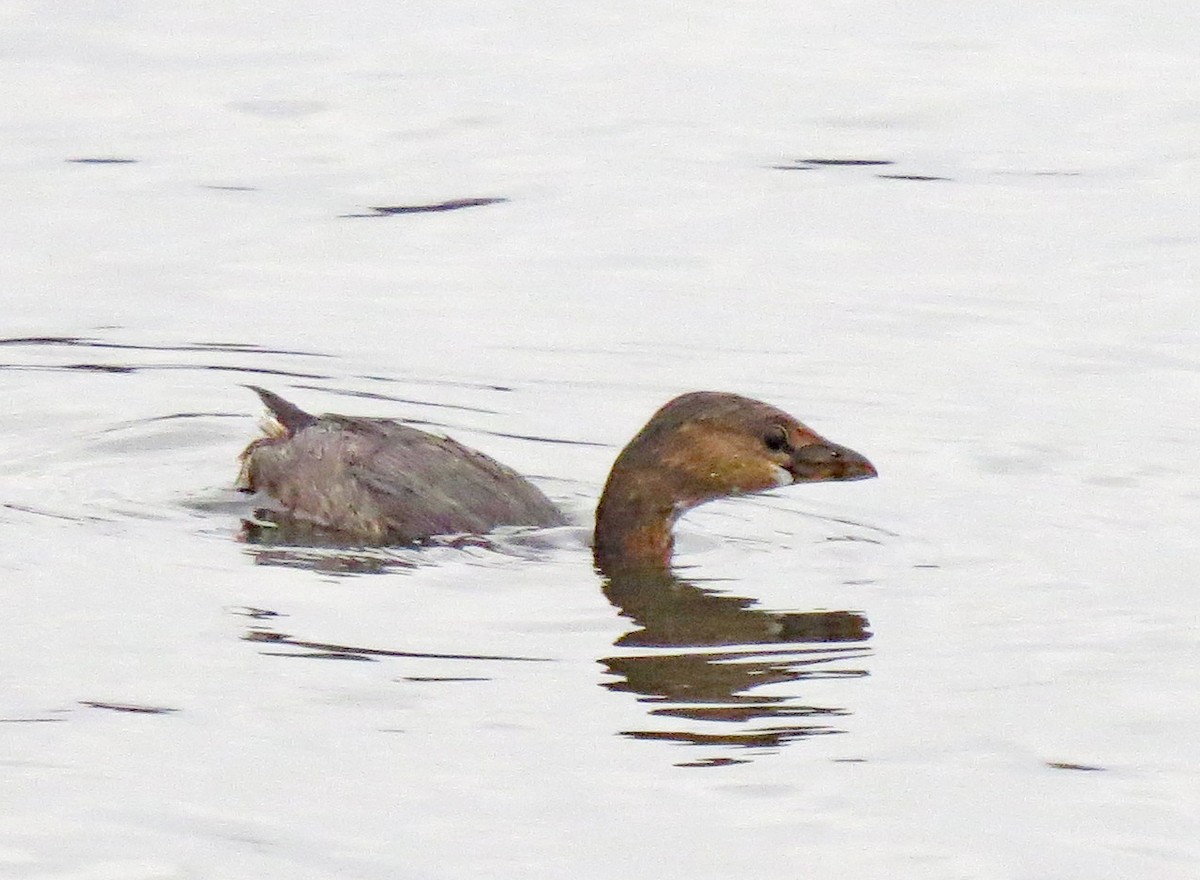 Pied-billed Grebe - ML391035071